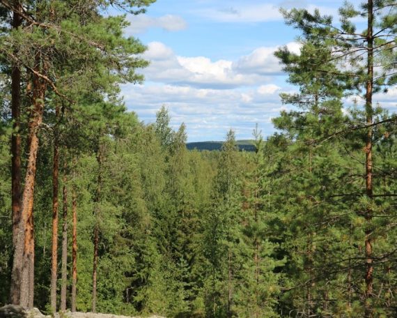 a forest filled with lots of tall pine trees